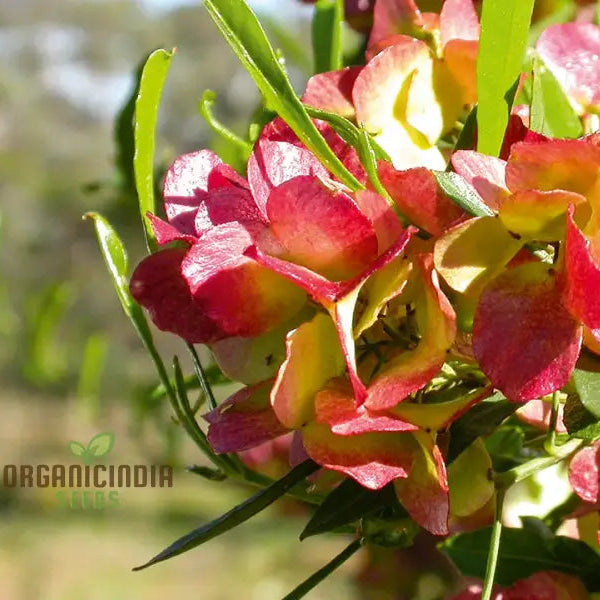 Healthy seedlings grown from Dodonaea Viscosa Hopbush seeds