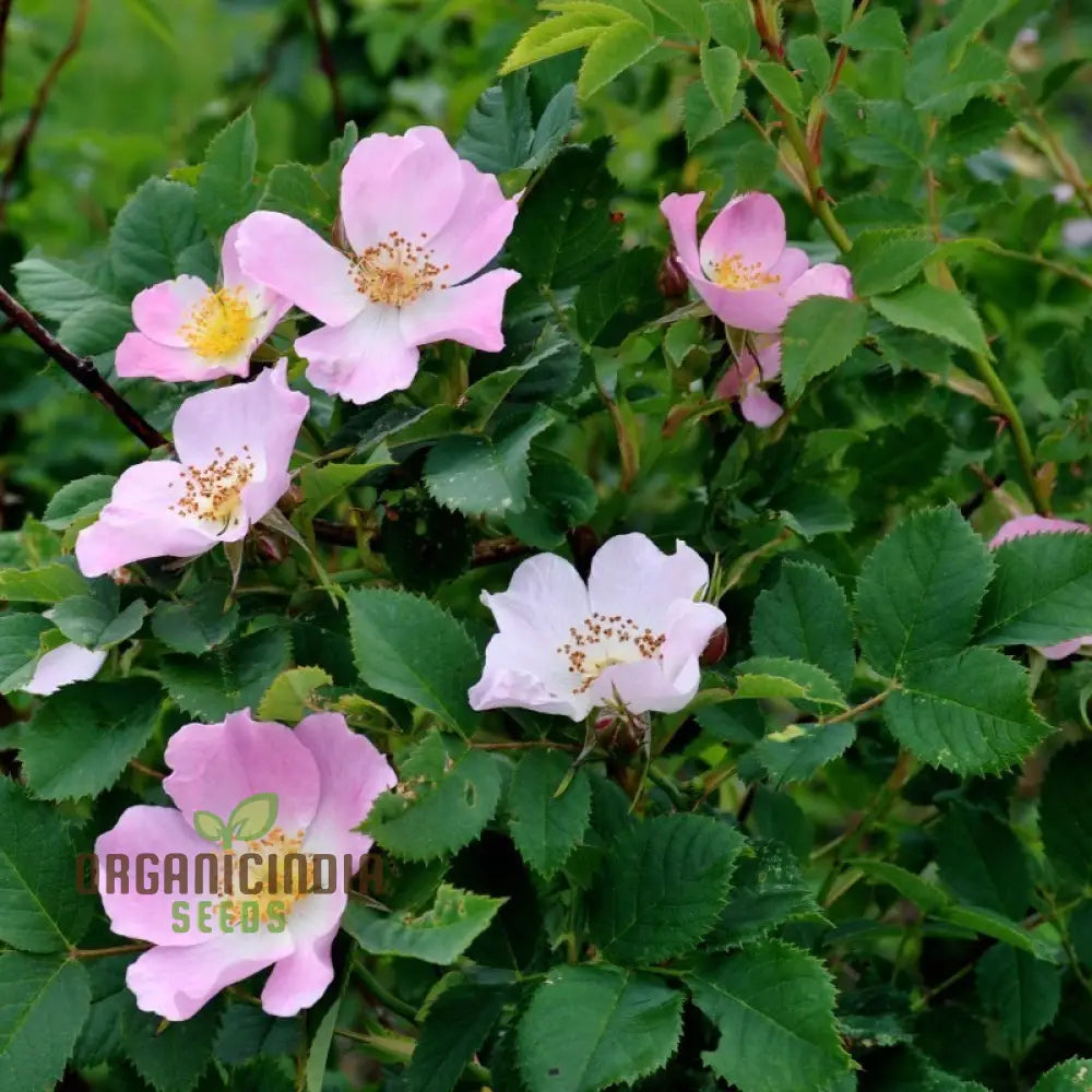 Dog Rose seeds sprouting into healthy wild rose seedlings