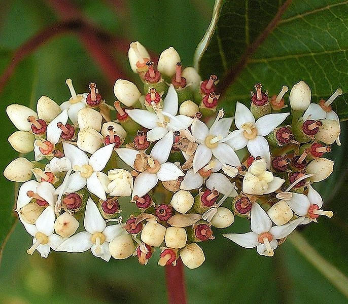 Fire and Ice Dogwood Seedlings Growing – Variegated Foliage Shrub