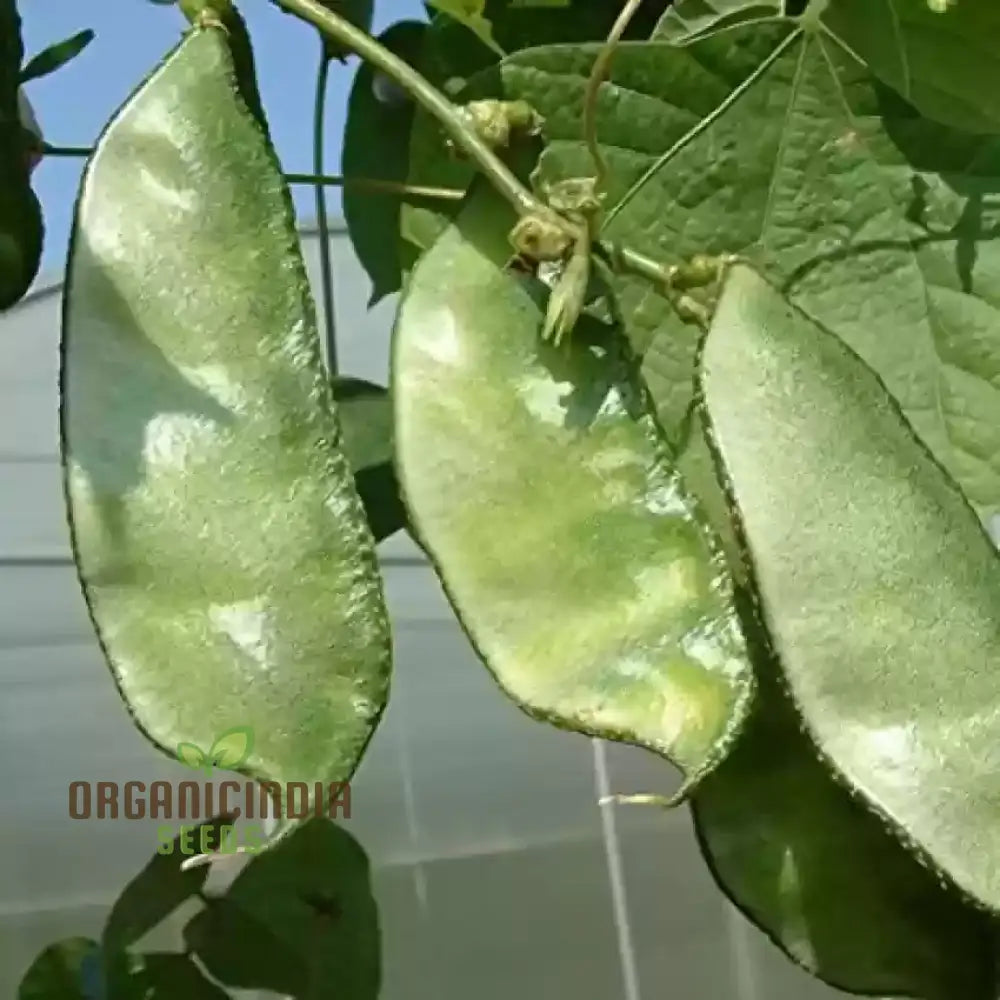 Dolichos Broad Variety Vine from Seeds, Lush Climber with Green Foliage