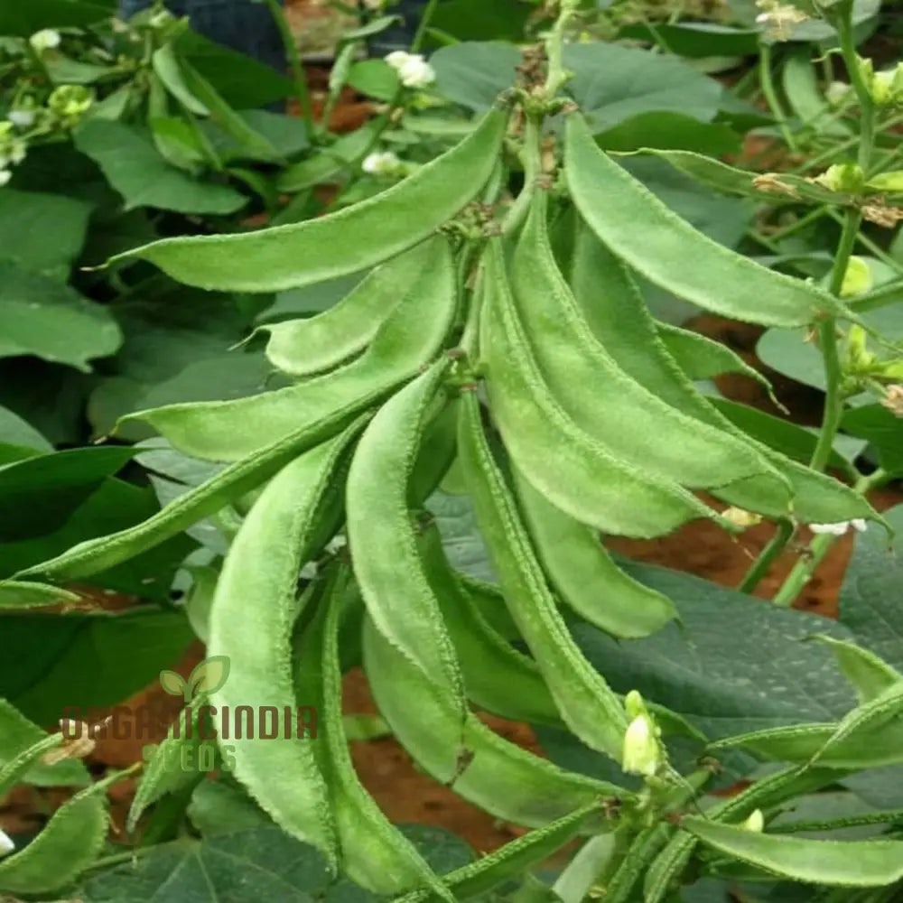 Dolichos Bush Seeds for Planting, Fast-Growing Nutrient-Rich Variety