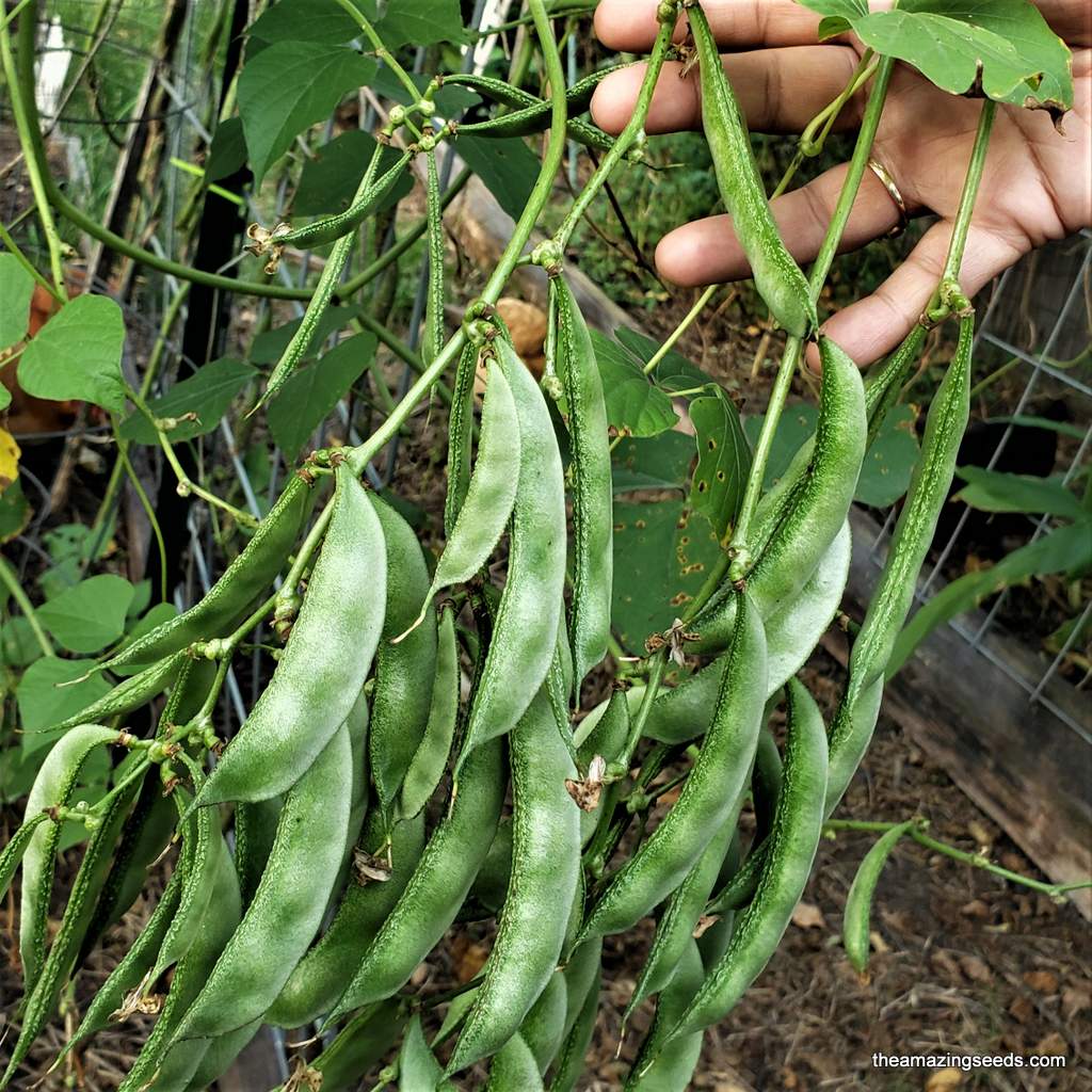 Harvested Light Green Dolichos Beans from Garden Vines