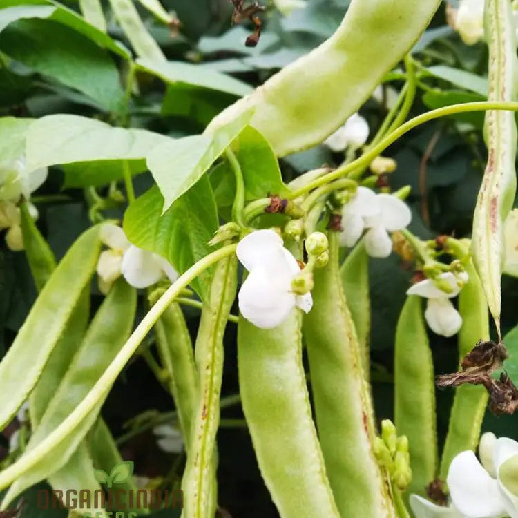 Light Green Dolichos Seeds for Planting and Fast-Growing Vines
