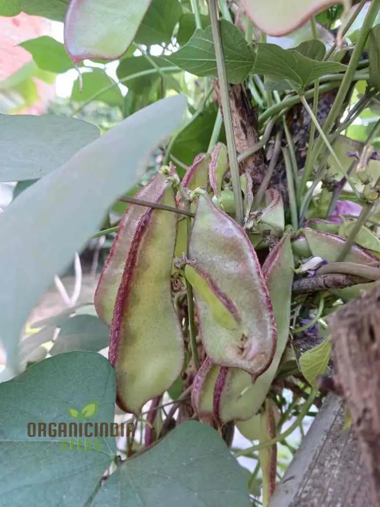 Dolichos Violet Green Seeds - Exquisite Vine For Planting In Your Garden