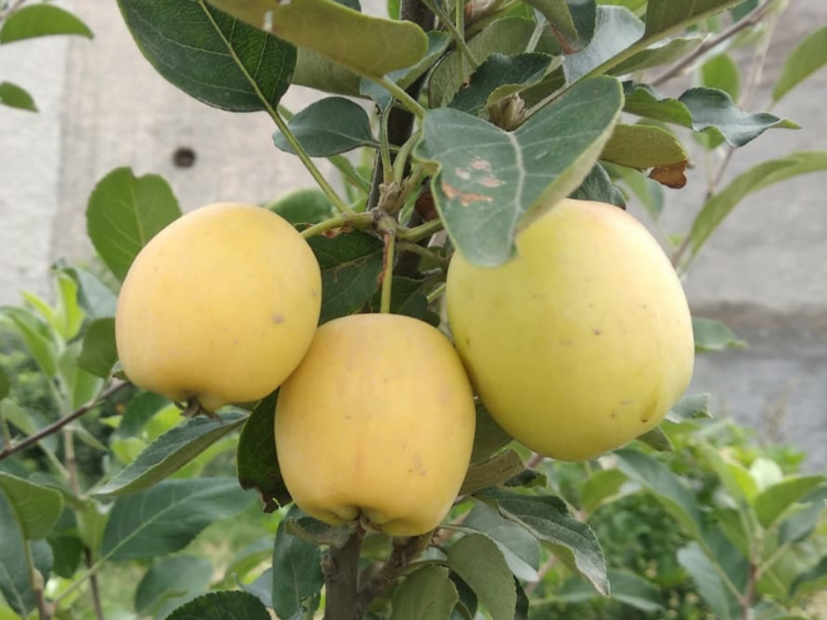 Golden Dorsett Apples Growing on Healthy Fruit Tree