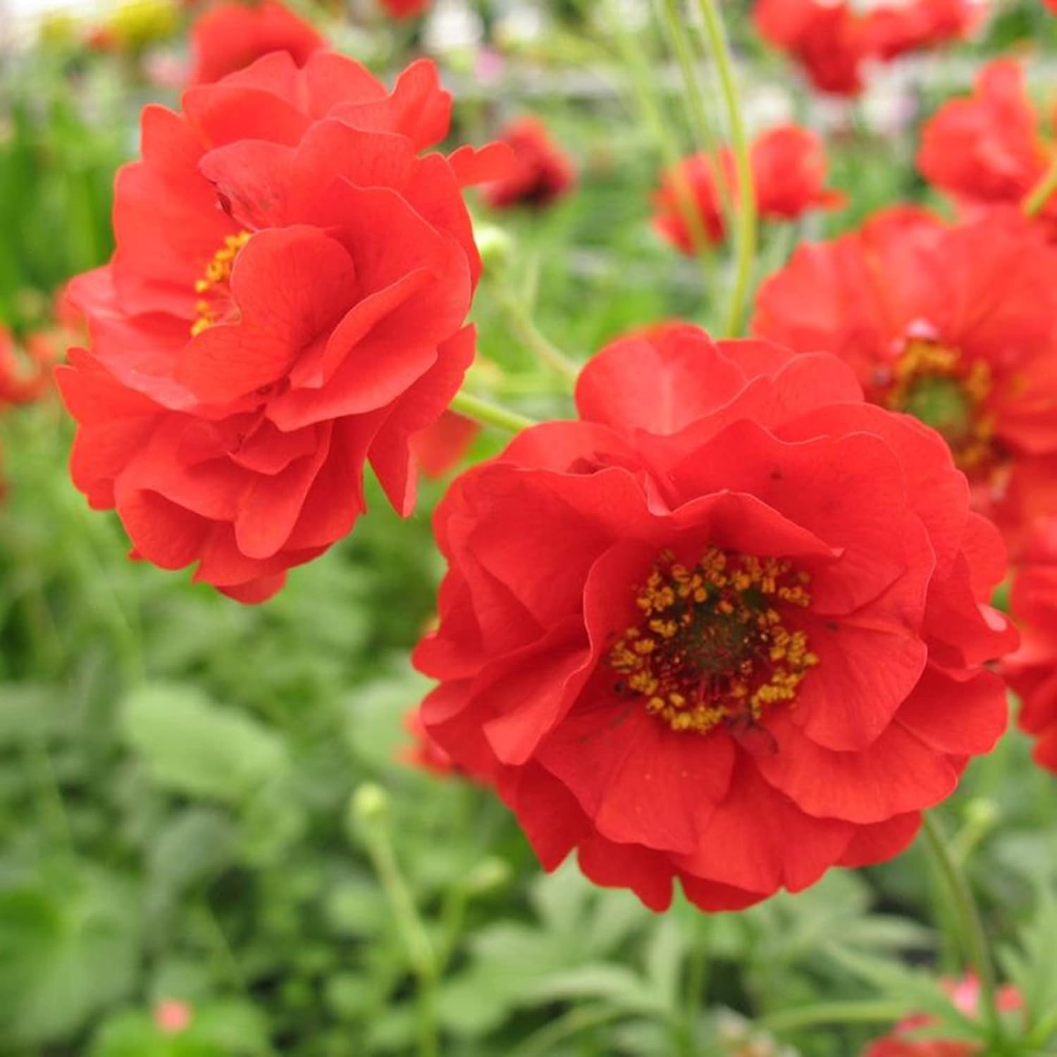 Double Bloody Mary Geum Seeds with Vibrant Red Blooms for Garden Planting