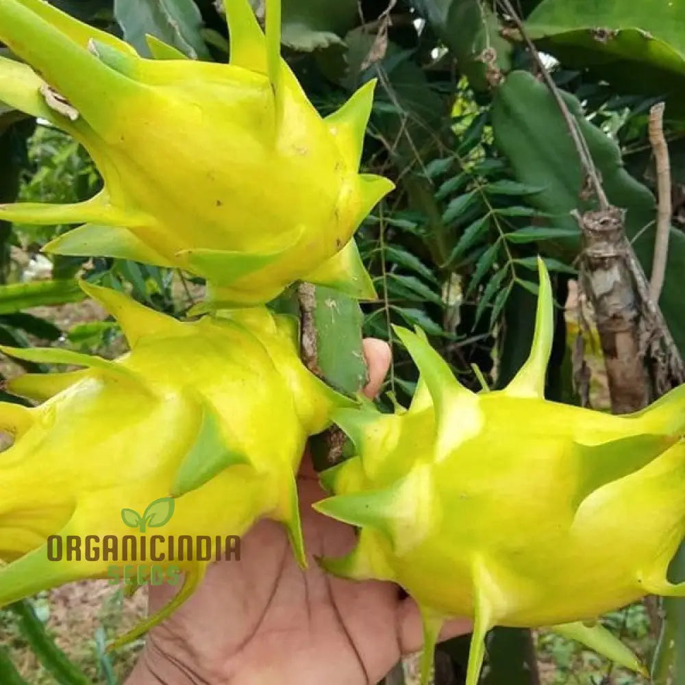 Dragon Fruit Yellow Seeds – Premium Quality For Gardening Enthusiasts