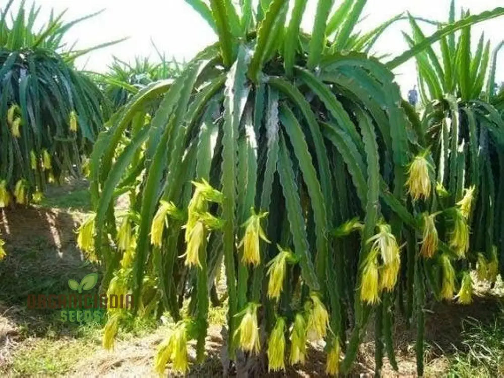 Dragon Fruit Yellow Seeds – Premium Quality For Gardening Enthusiasts