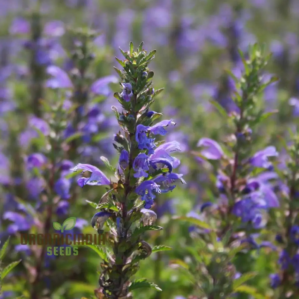 Dragonhead Seeds For Planting: Elevate Your Garden With Unique Blooms And Lush Foliage – Perfect