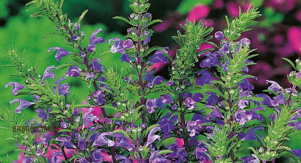 Dragonhead Seeds For Planting: Elevate Your Garden With Unique Blooms And Lush Foliage – Perfect