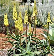 Drought-Resistant Aloe Striatula Seeds for Rock Gardens