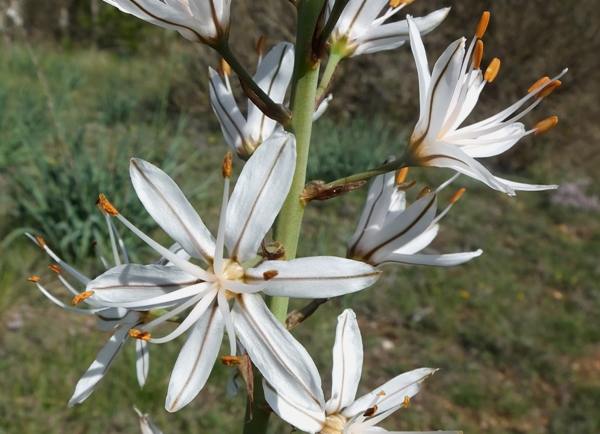 Drought-Tolerant White Asphodel Seeds for Natural Landscapes