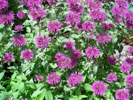Drought Tolerant Bee Balm Seeds for Easy-Growing Monarda Plants