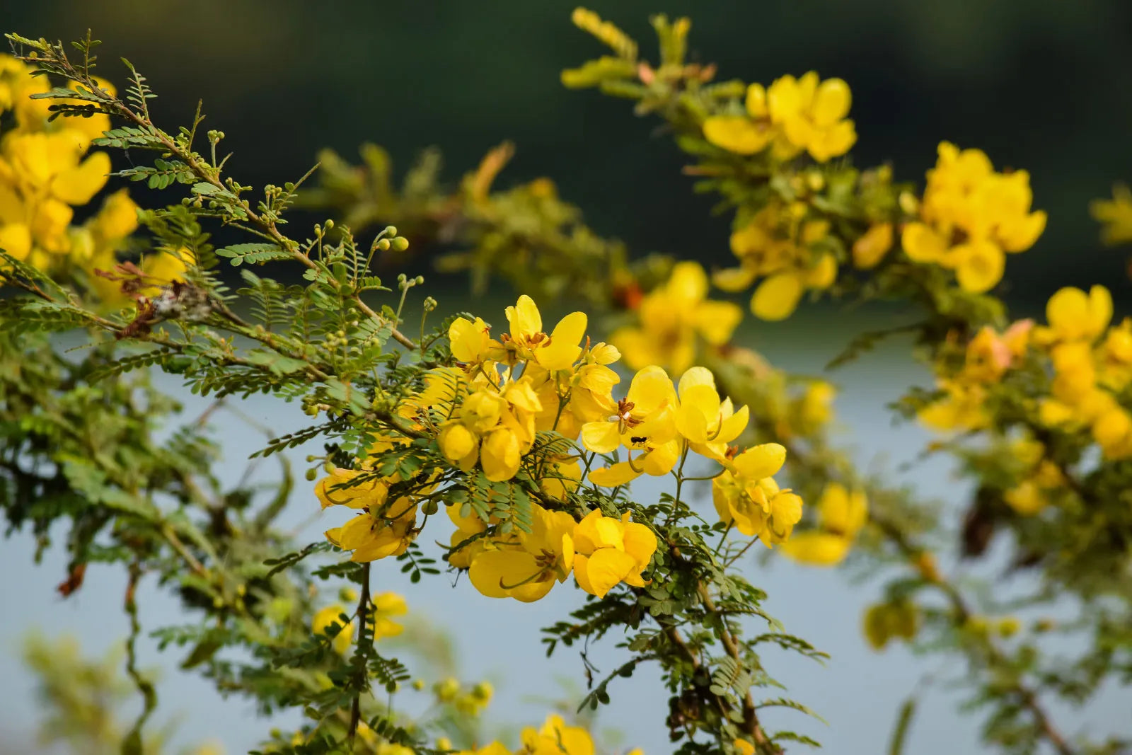 Drought Tolerant Bladder Senna Seeds for Low Maintenance Gardens