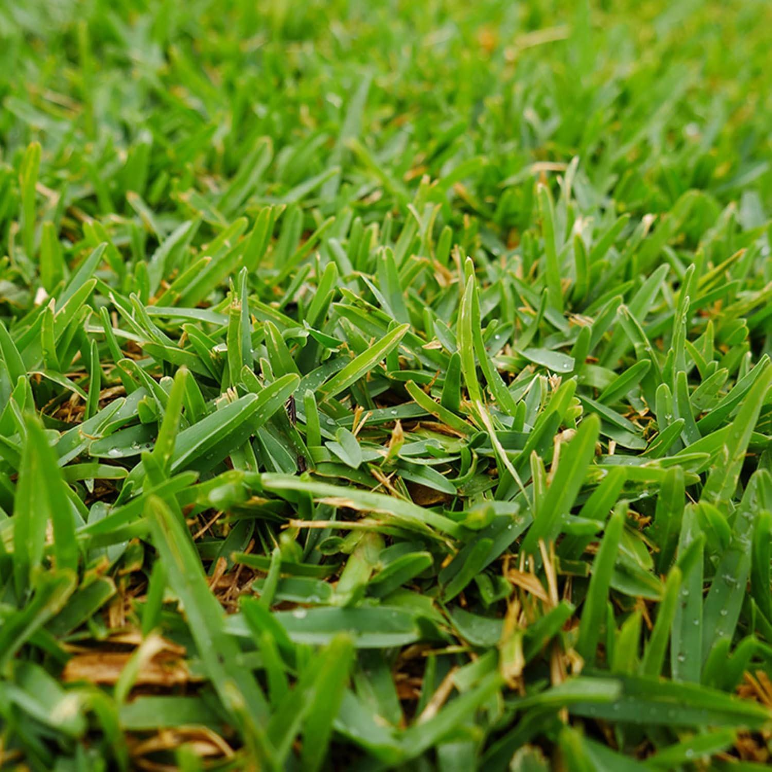 Drought tolerant Buffalo Grass dense green turf for home lawns