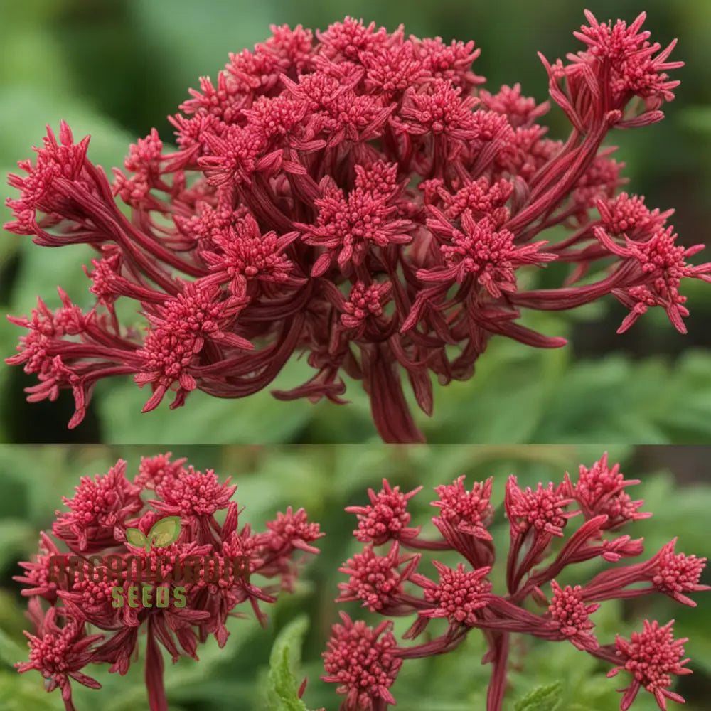 Drought-Tolerant Centranthus Ruber Seeds for Easy Gardening