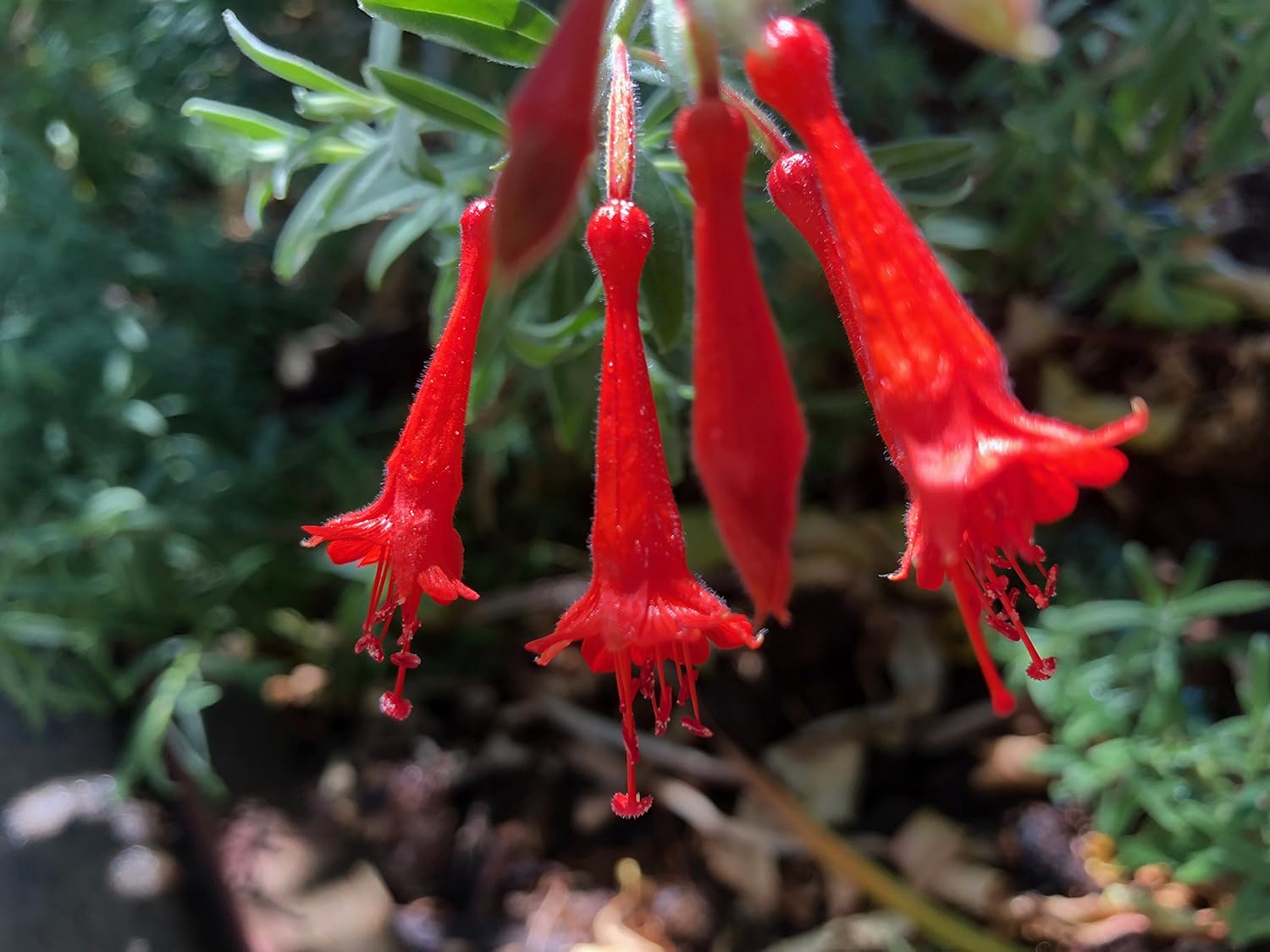 Non-GMO California Fuchsia seeds for planting