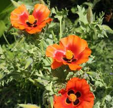 Drought-Tolerant Glaucium Flower Seeds for Low-Maintenance Gardening