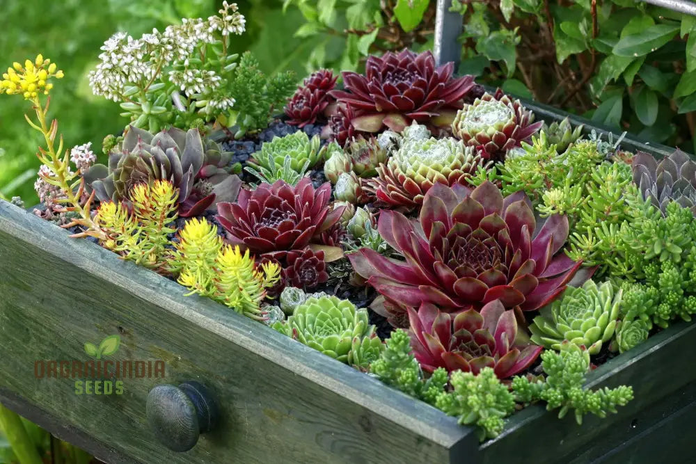 Drought Tolerant Hens and Chicks Seeds for Rock Gardens and Containers