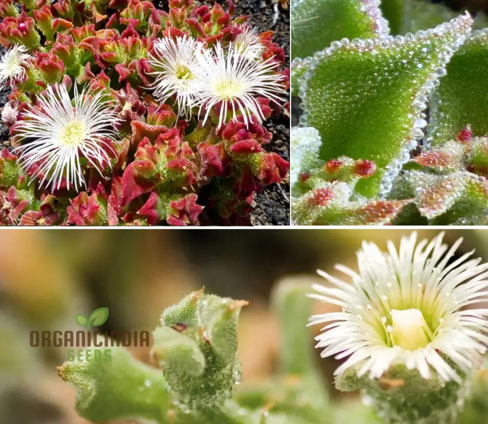 Drought-Tolerant Ice Plant Seeds for Xeriscaping and Rock Gardens