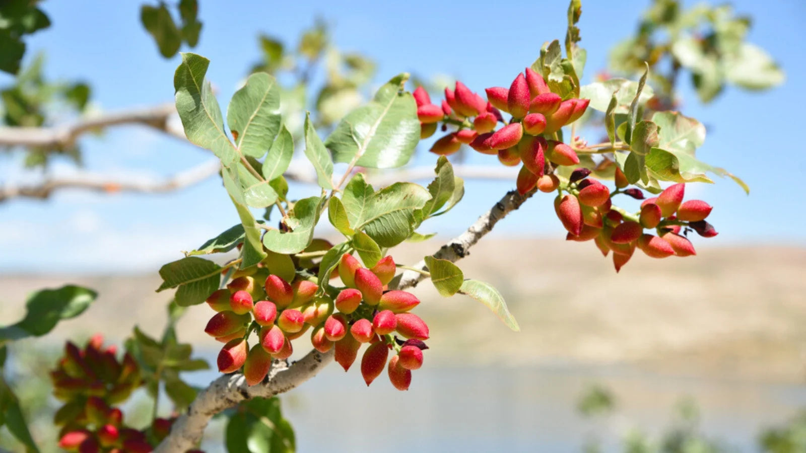 Drought-tolerant pistachio tree seeds for sustainable gardens