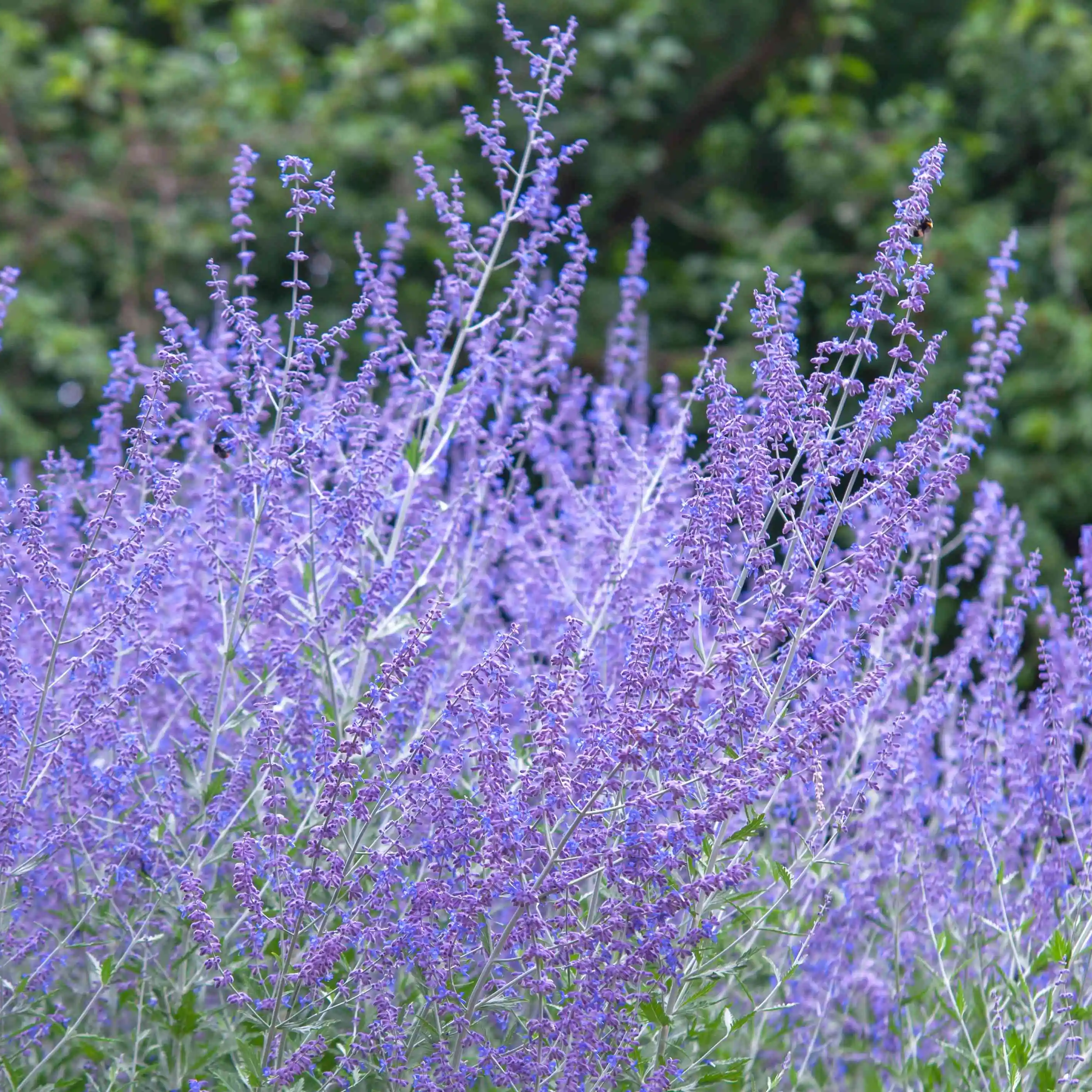 Drought Tolerant Russian Sage Seeds for Sunny Landscapes