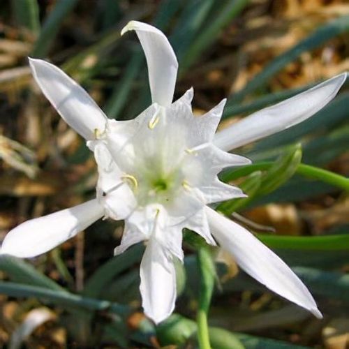 Drought tolerant sea daffodil seeds for sandy soil gardens