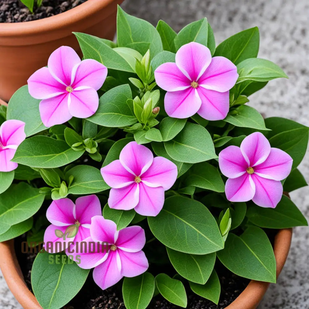 Heat Tolerant Pink Vinca Flowers Outdoors