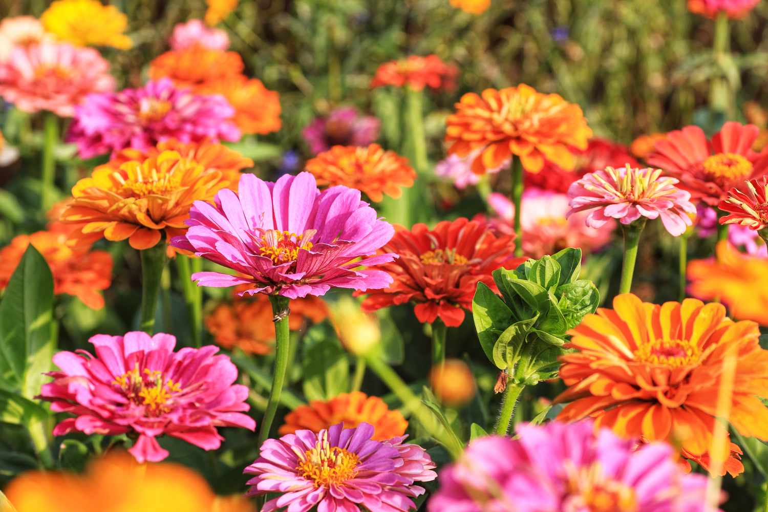 Drought-Tolerant Cactus Zinnia Seeds for Easy Gardening