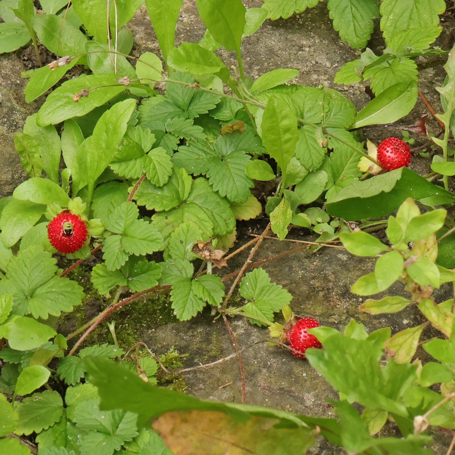 Duchesnea Indica Growing as Ground Cover