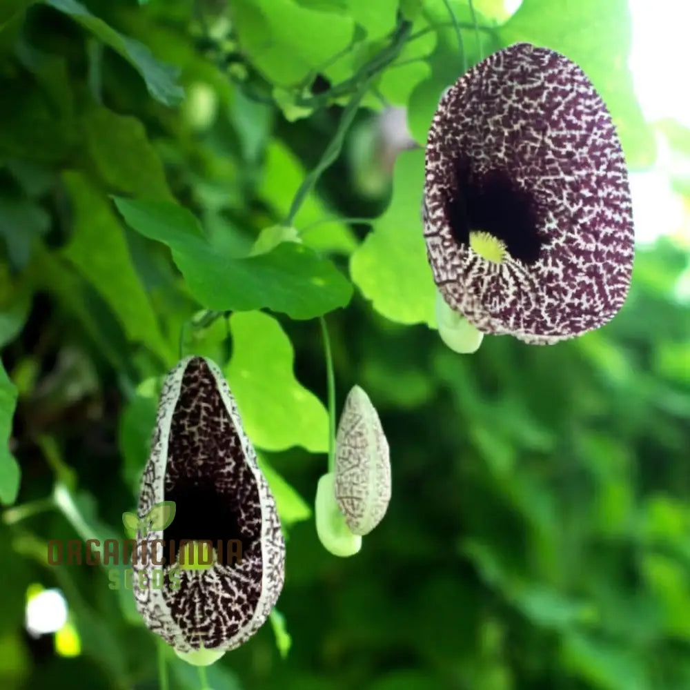 Dutchman’s Pipe seeds climbing vine for vertical gardening