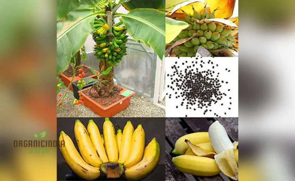 Dwarf Banana Tree Seeds For Lush Exotic Gardening - Ideal Indoor And Outdoor Spaces’
