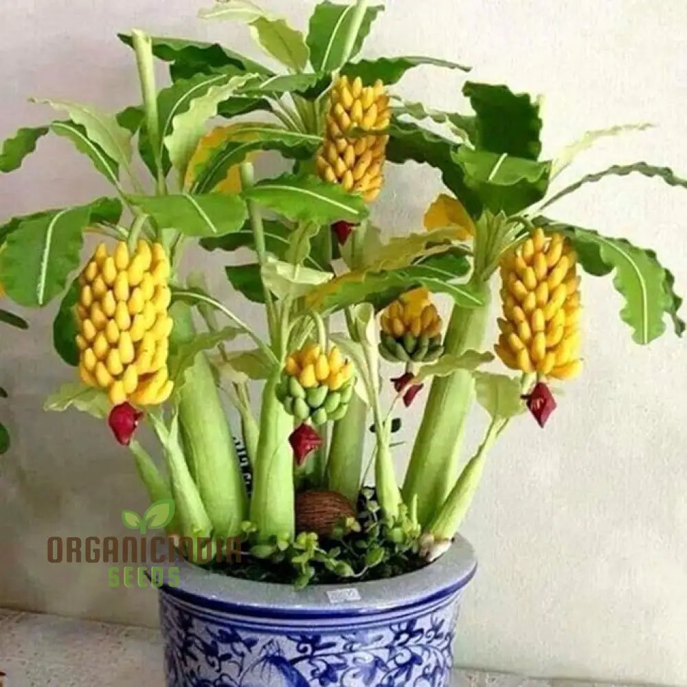 Dwarf banana tree seeds for planting indoors and outdoors