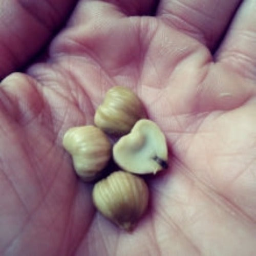 Dwarf Chestnut Tree Seeds for Patios and Small Gardens