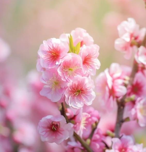 Dwarf Flowering Almond Seeds for Compact Ornamental Shrubs