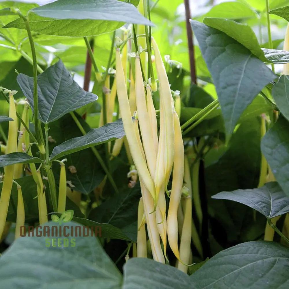 Dwarf French Bean Dior Plants from Seeds, Compact Bush Bean Variety