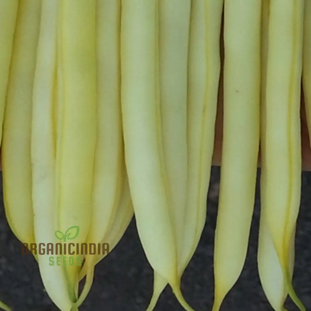 Fresh Dwarf French Bean Dior Pods from Seeds, Golden Yellow Beans