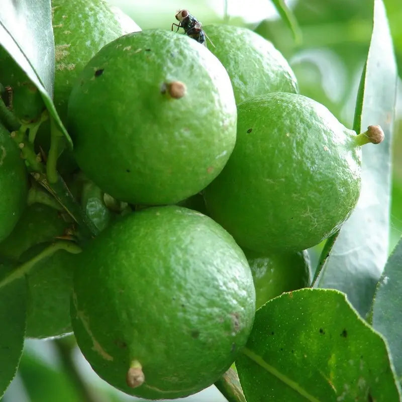 Dwarf Key Lime Tree Seeds for Indoor and Outdoor Planting
