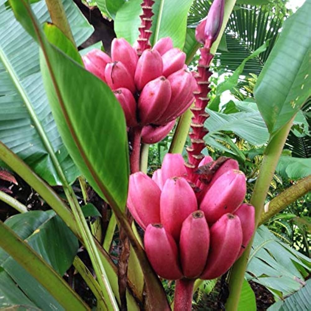 Dwarf Pink Banana Plant in Garden