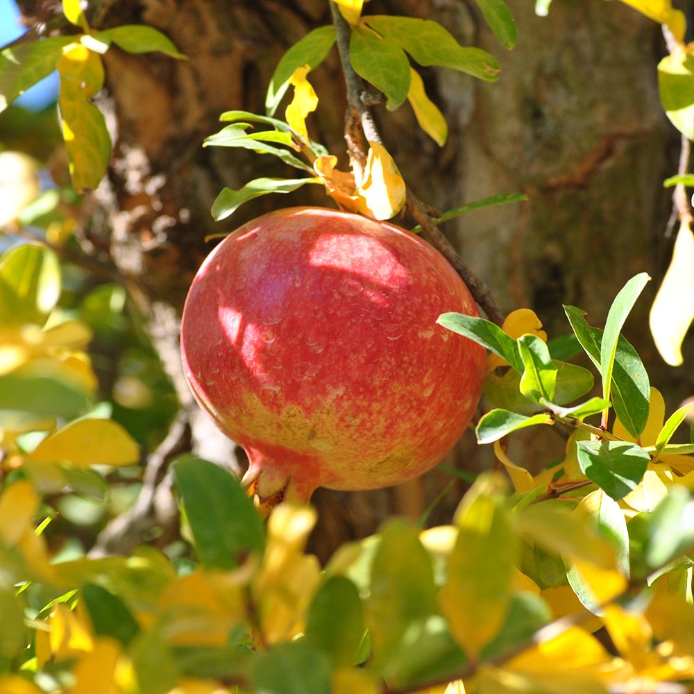 Dwarf Pomegranate seeds for planting