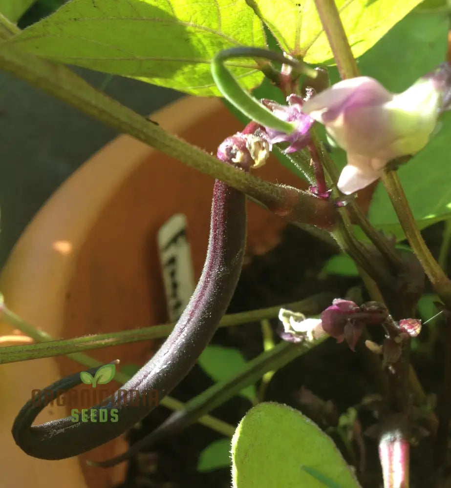 Dwarf French Bean Plant Growing in Container from Purple Teepee Seeds