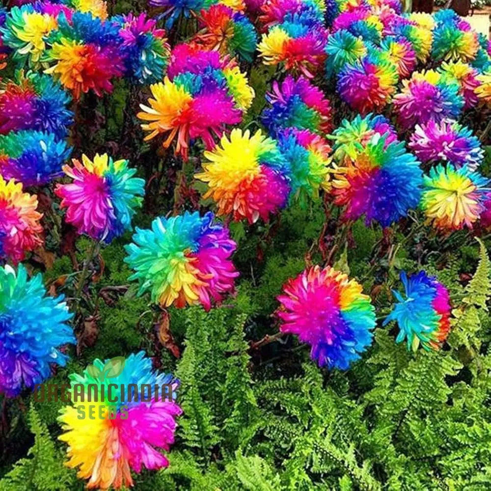 Dwarf rainbow chrysanthemum seeds pack