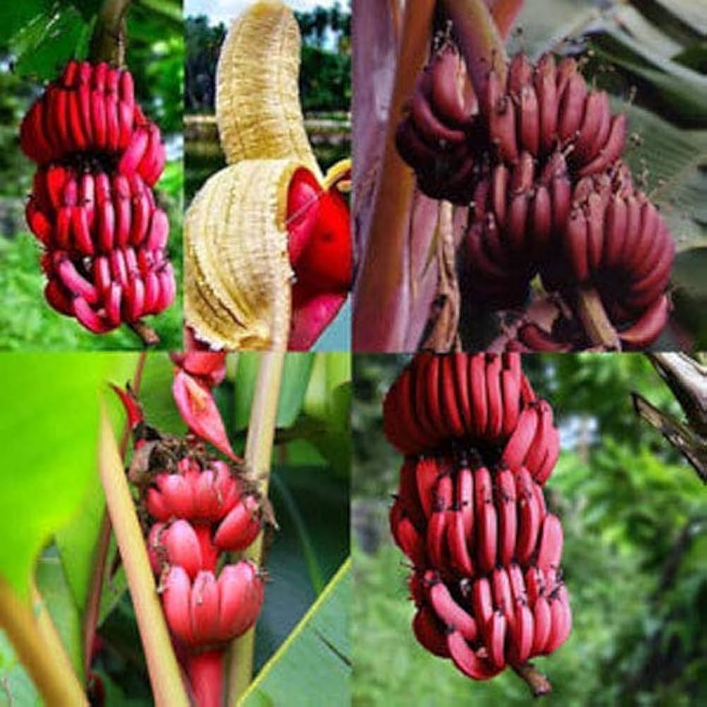 Dwarf Red Banana Plant Growing Outdoors