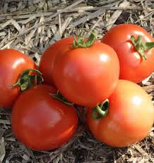 Cluster of Ripe Early Girl Tomatoes from Seeds, Homegrown Juicy Tomatoes