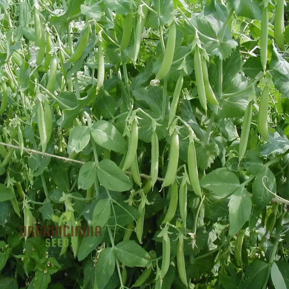 Freshly Harvested Early Onward Peas from Seeds, Tender and Sweet Pods