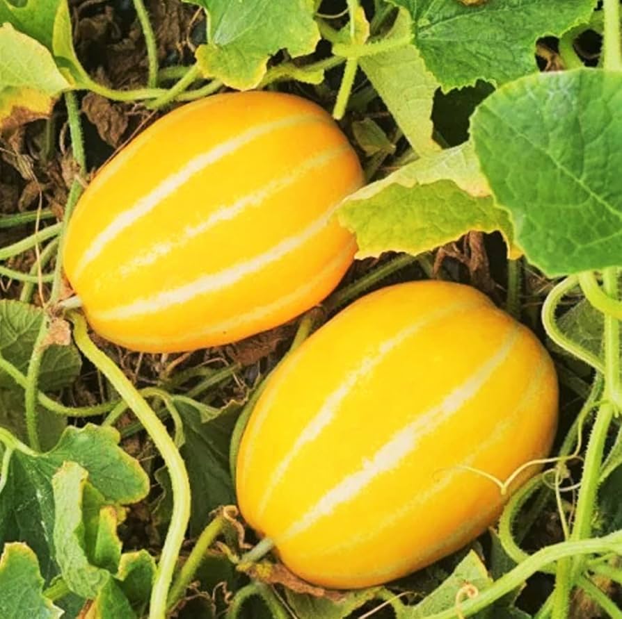 Early Silver Line melon plant growing