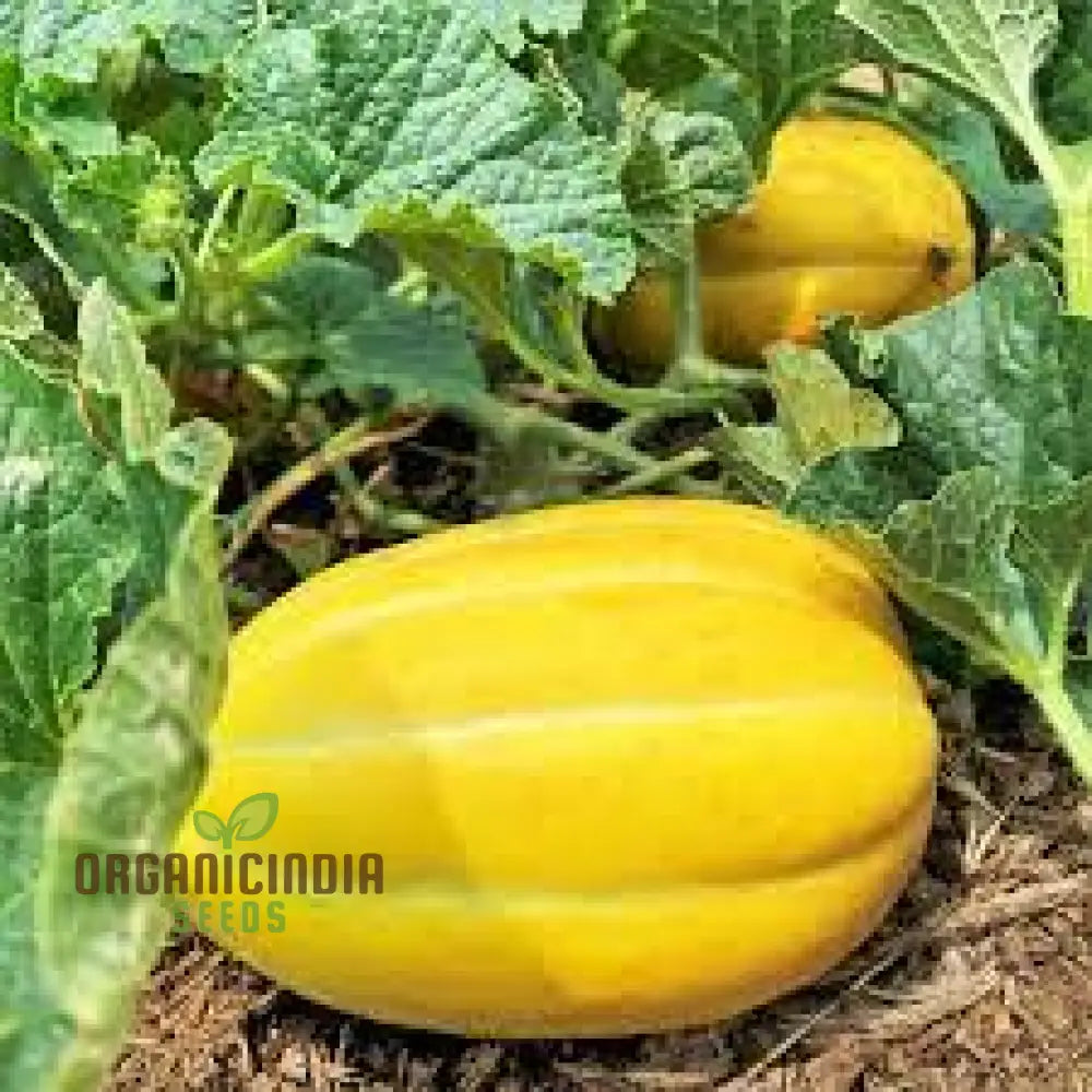 Early Silver Line Melon Seeds for Home Gardening, Sweet Juicy Melons