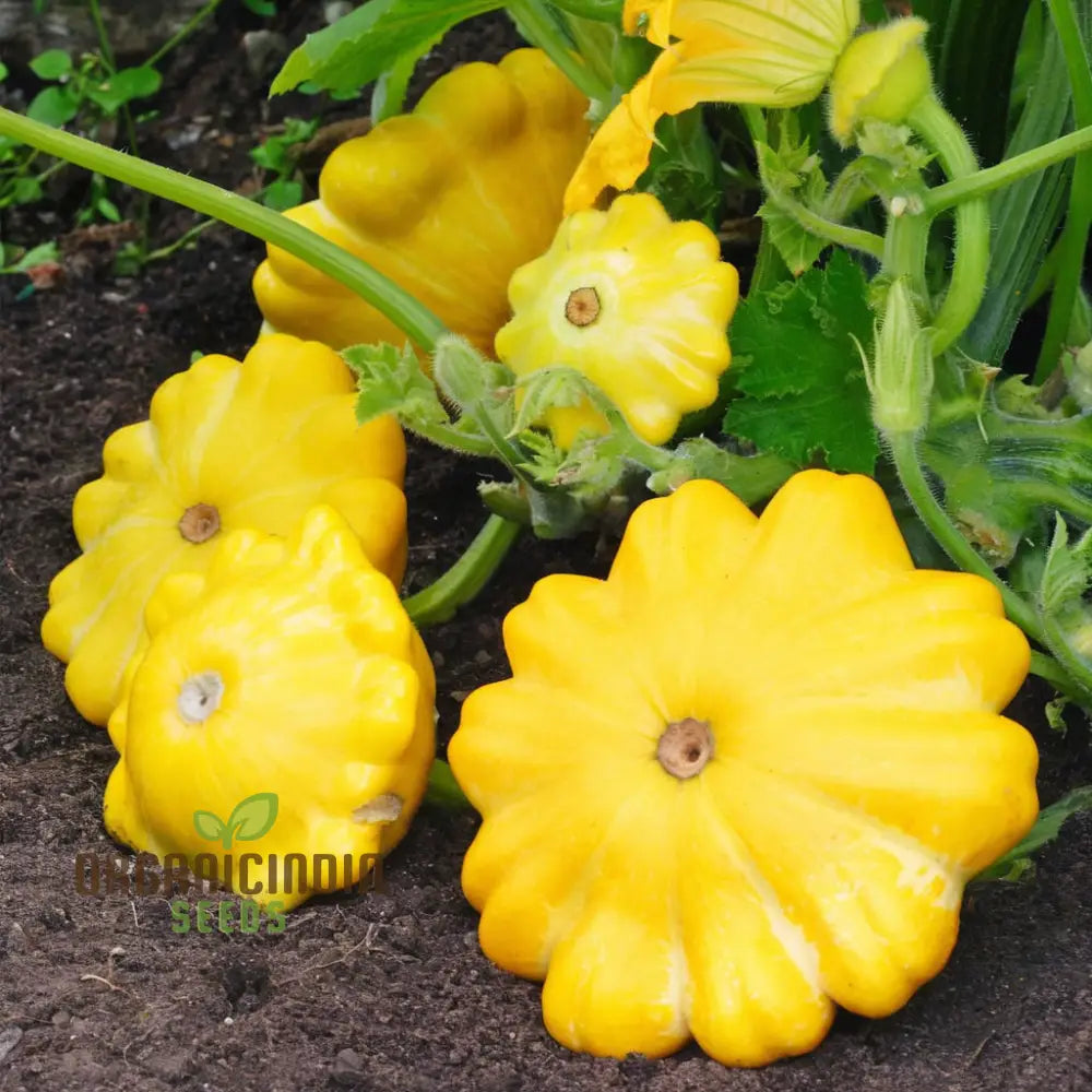 Organic Early Yellow Bush Patty Pan Squash Seeds for Planting