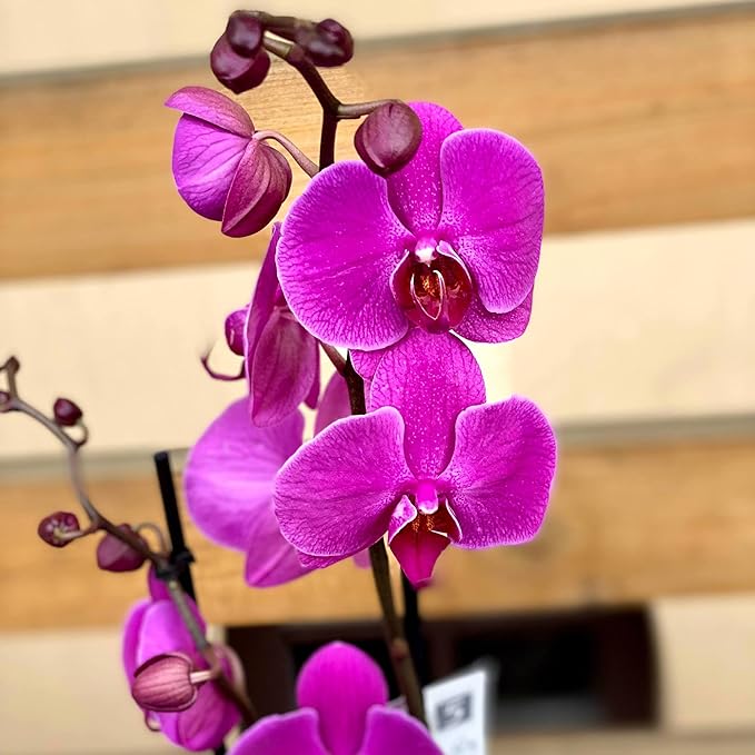 Easy-to-Care Cymbidium Orchid Purple Seeds for Home Gardeners