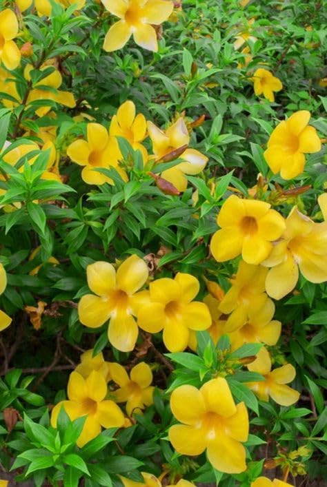 Easy to Grow Allamanda Seeds for Vibrant Flower Gardens